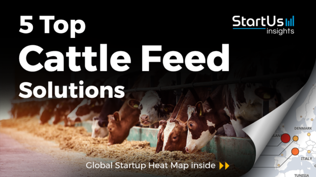 Discover 5 Top Cattle Feed Solutions